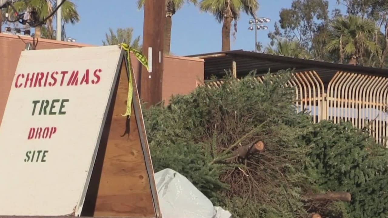 Mulchfest: Sitios para decirle adiós a tu árbol de Navidad en los parques de NY