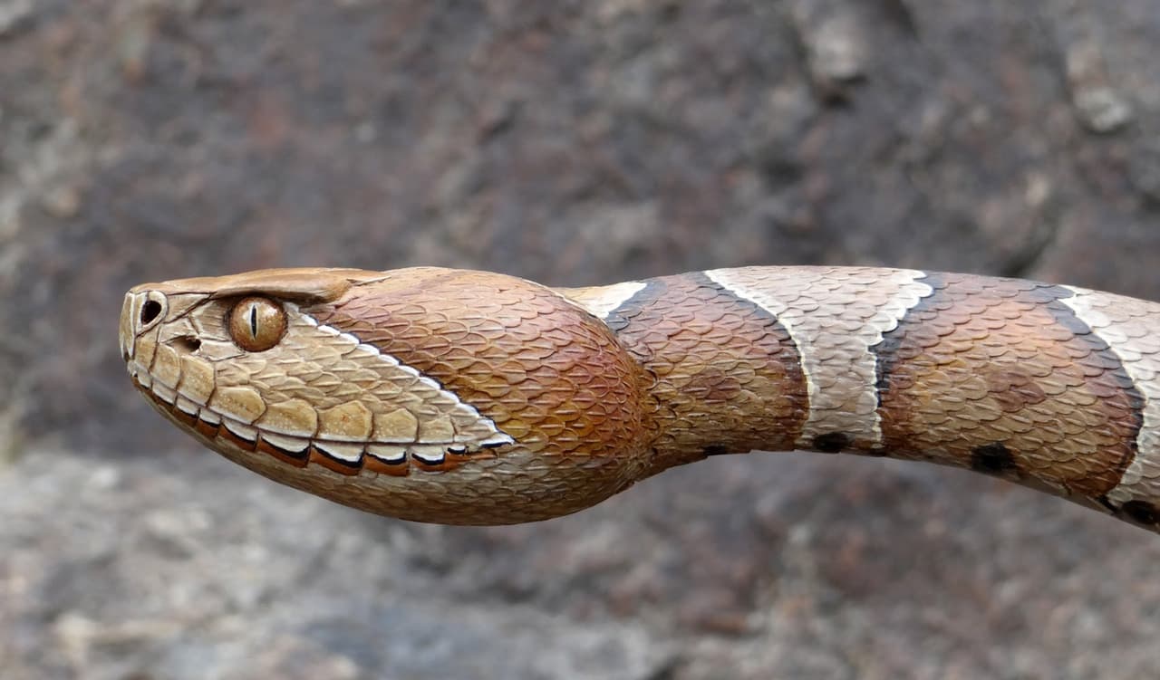 Comienza la temporada de serpientes en Texas: así puedes evitar mordida de una víbora