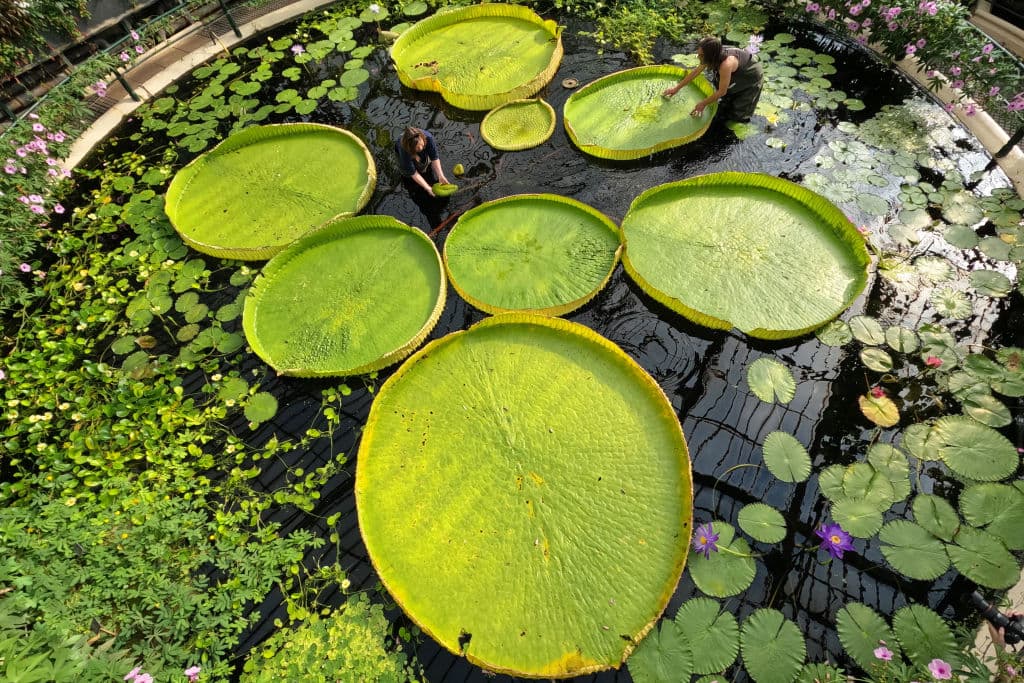 Descubren una nueva especie de lirio de agua, el más grande del mundo