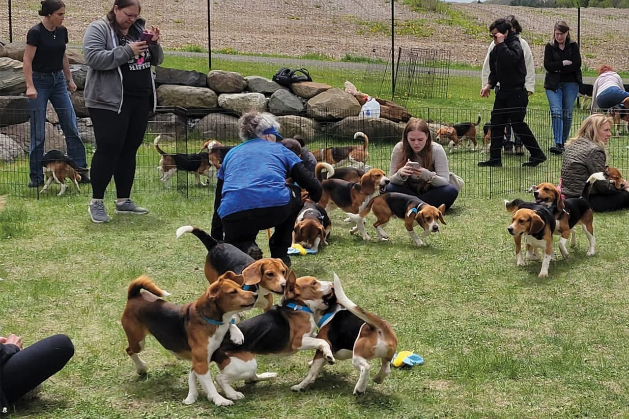 La organización PAWS Chicago rescató esté fin de semana a
<b><a href="https://www.univision.com/local/atlanta-wuvg/atlanta-humane-society-beagles-rescate-experimento-fotos" target="_blank">25 perros beagles</a></b> que fueron utilizados en investigaciones
<b>biomédicas en Ridglan Farms, un criadero ubicado en Blue Mounds, Wisconsin.</b>