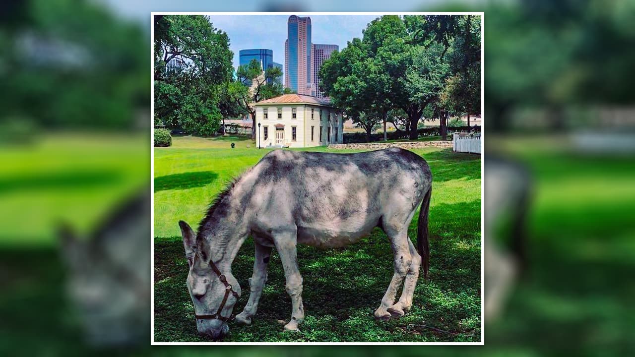 <b>Dallas Heritage Village</b>: Viajemos en el tiempo, este lugar le ofrece a los niños
<b>la experiencia de cómo era vivir en Texas hace más de un siglo</b>. Un corral con burros, de la raza Mammoth Jack, es una parada obligada.
<br>💰
<b>La entrada ¡es gratis! </b>
<br>📆
<b>Los horarios varían</b>, por lo que
<a href="https://oldcityparkdallas.org/hours-admissions/" target="_blank">puedes hacer clic aquí para conocer el cronograma del día</a> que quieras asistir.
<br>📍 1515 South Harwood.