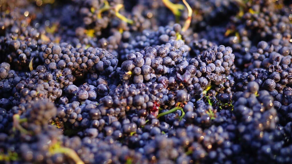 La "docena sucia": estos son los alimentos más contaminados con peligrosos pesticidas en Estados Unidos