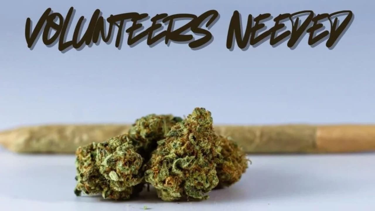 Inusual entrenamiento con marihuana: policía de Ocean City solicita voluntarios