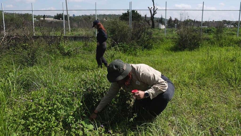 Aumentan los reportes de serpientes, mosquitos y otras plagas con la llegada del calor al centro de Texas