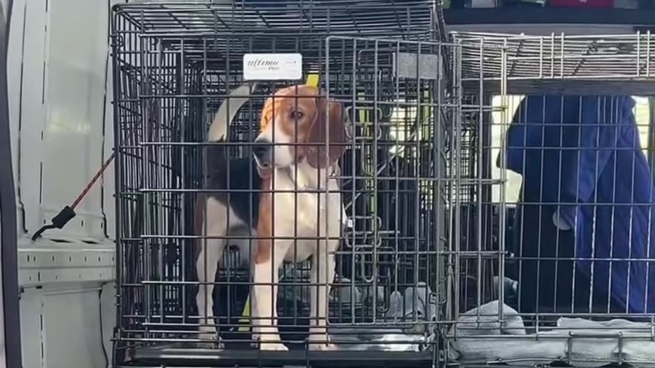 Sin embargo,
<b>antes de ser adoptados, cada perro deberá pasar por un proceso de adaptación y una evaluación de su estado de salud.</b>
