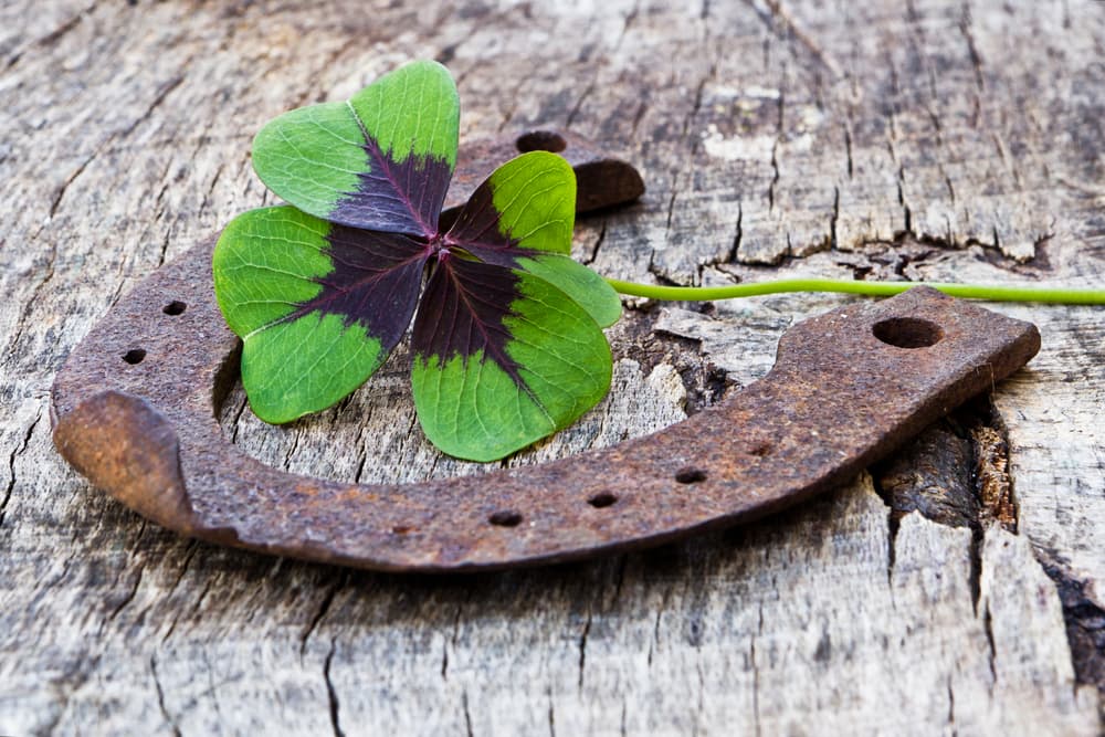 Hay amuletos bastante conocidos para la fortuna, como lo son el famoso y tan buscado trébol de cuatro hojas, así como una herradura de metal. Ambos podemos usarlos en rituales específicos para atraer dinero.