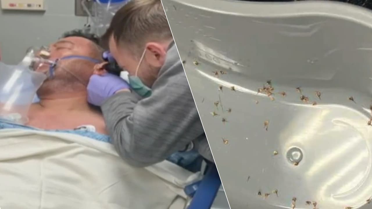 Una familia hispana sobrevive a un ataque de abejas en su granja, pero dos de sus animales no