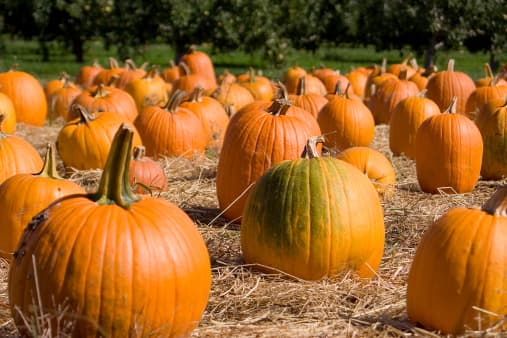 Estos son los campos de calabazas que puedes visitar en San Antonio