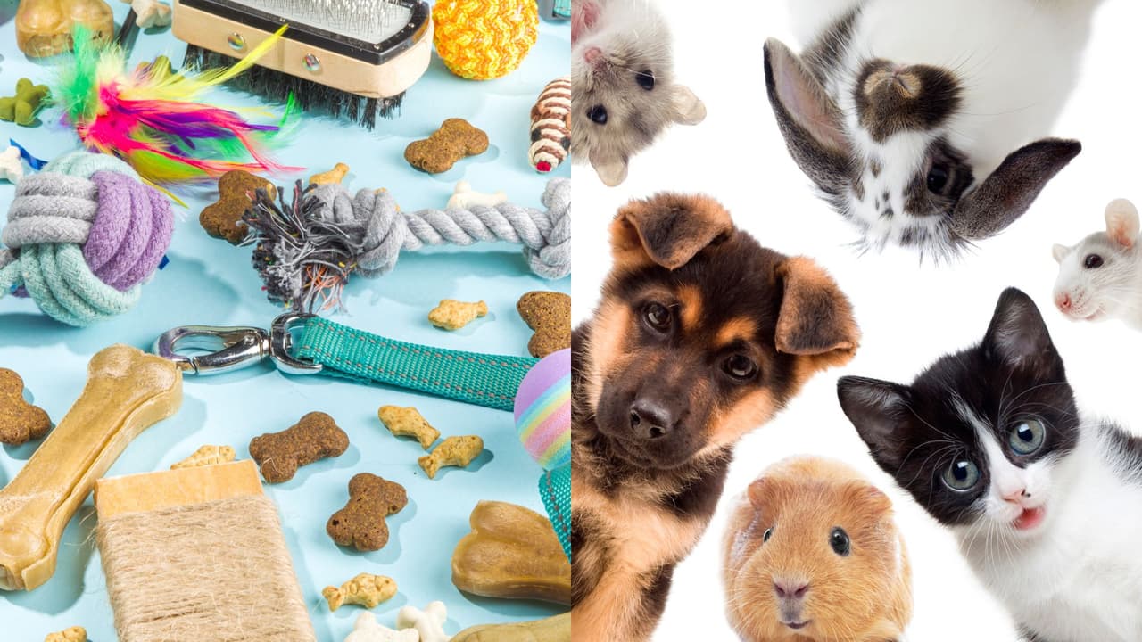 Amazon Pet Day: qué es y cuáles son los artículos en descuento que debes comprar para tu mascota