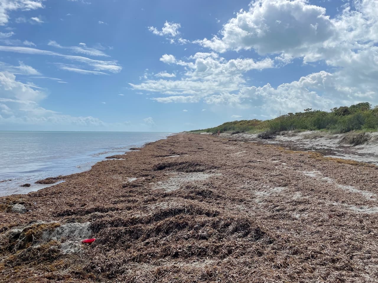 Florida beaches face double threat: red tide and giant floating mass of seaweed