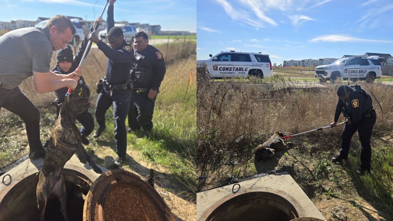 Jauría de pitbulls sueltos atacan a paseantes en Texas: hombre muere y madre e hija resultan heridas