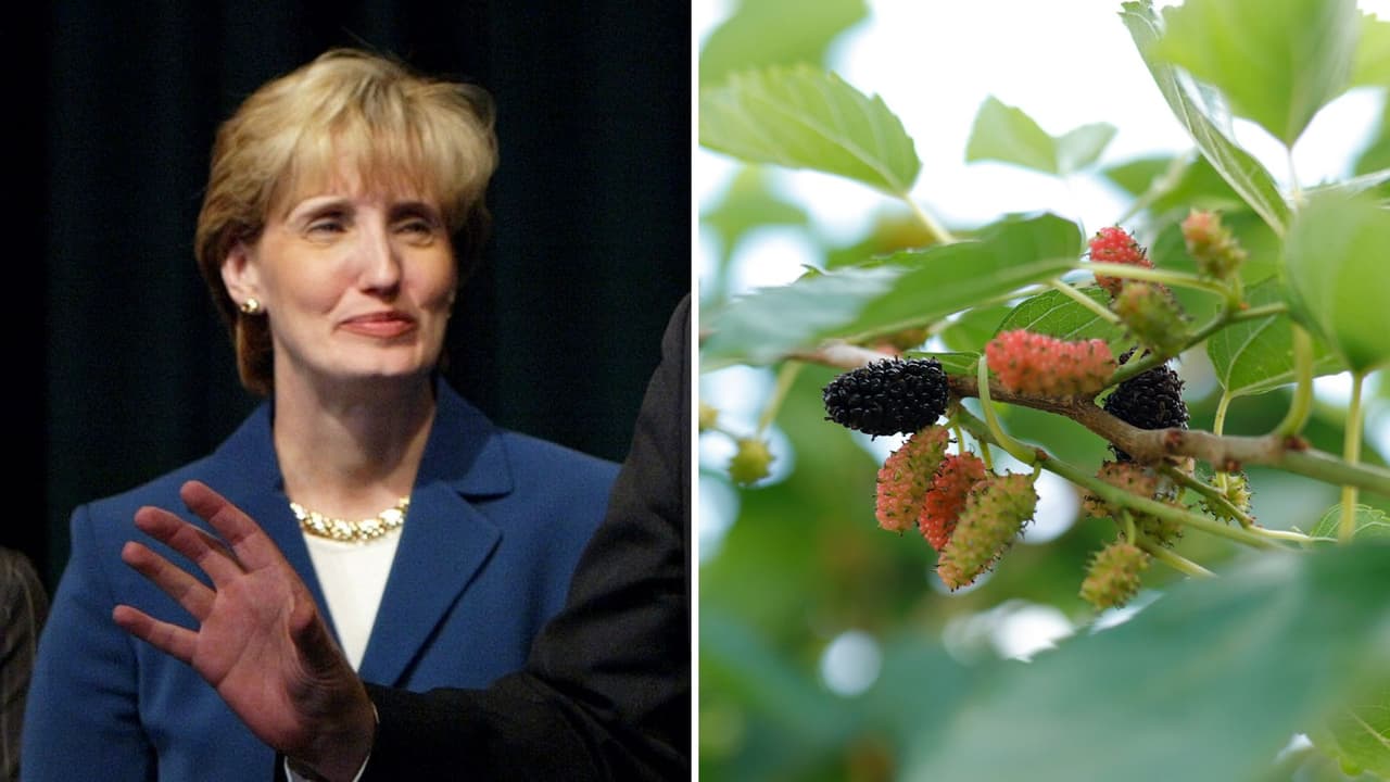 La esposa de un congresista de California murió por un extraño remedio de hierbas, según informe forense