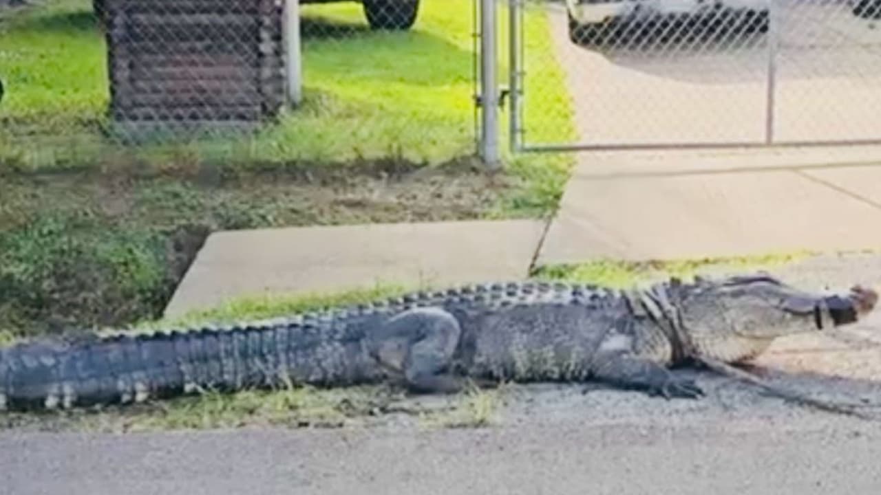 Un hombre sale al jardín delantero de su casa y se lleva una enorme e inesperada sorpresa