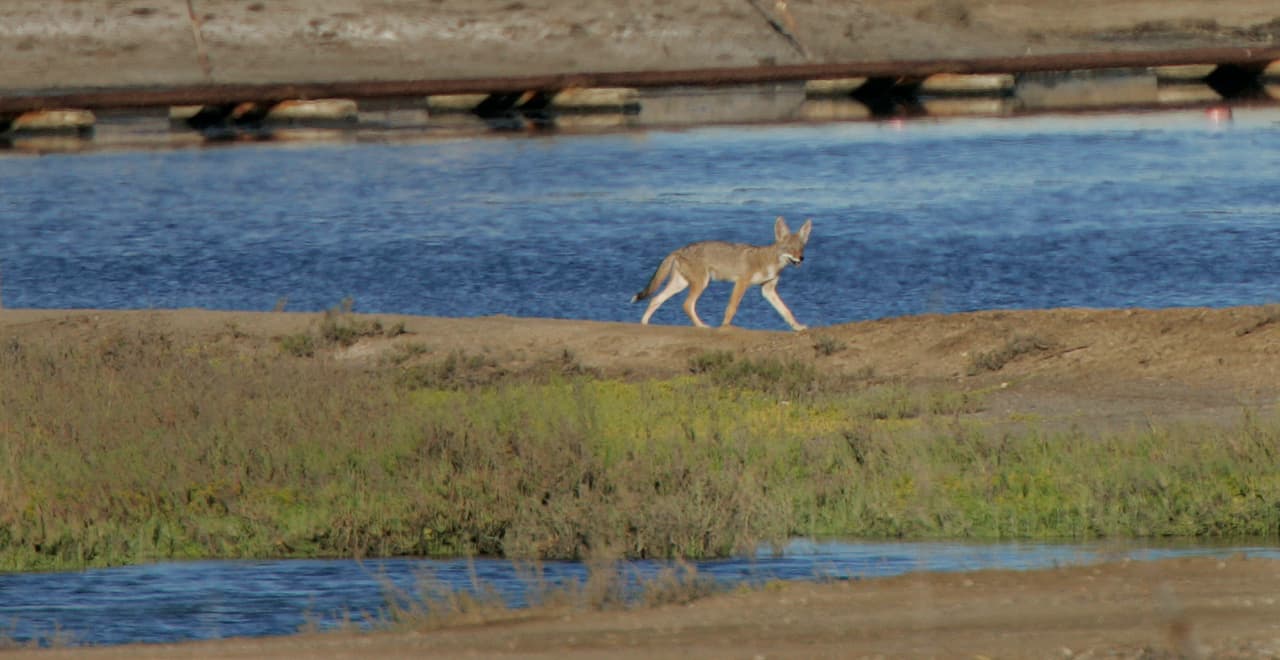 <b>14.</b> Nunca alimente ni ofrezca agua a los coyotes, esto ocasiona que pierdan rápido el miedo a las personas y se vuelvan agresivos