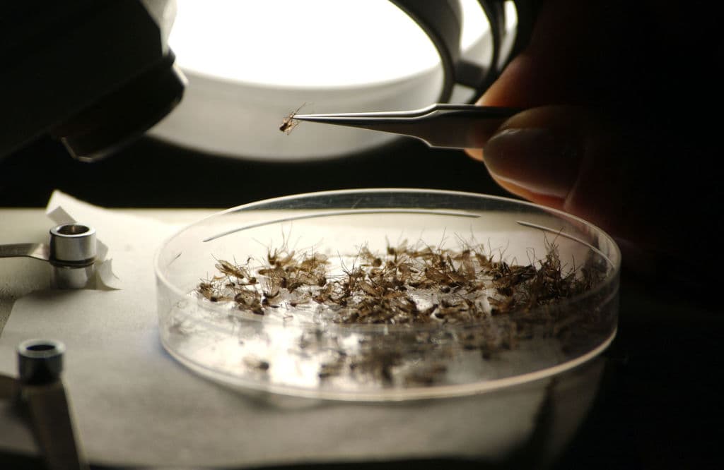 Alabama reporta una muerte por encefalitis equina oriental, una enfermedad vírica poco usual que transmite un mosquito