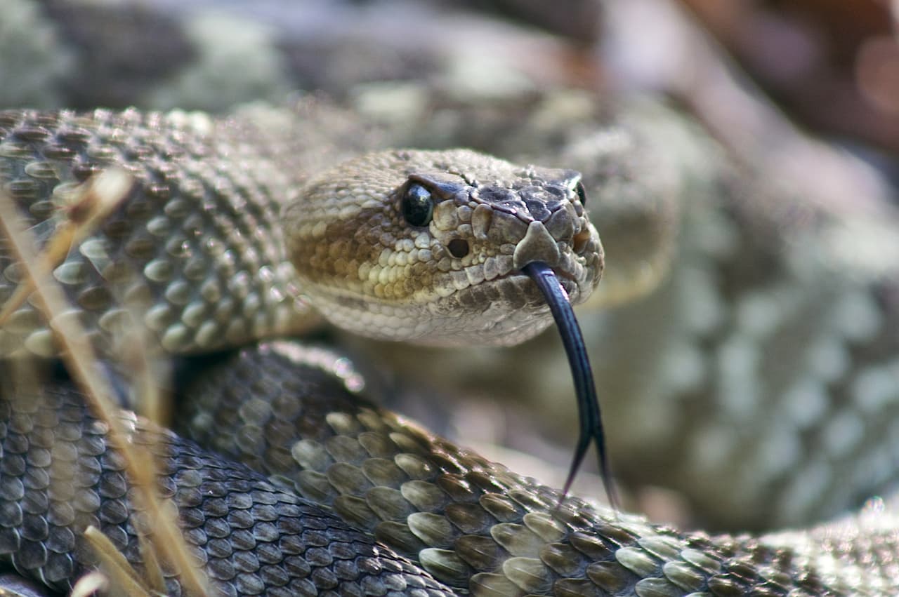 Consejos de seguridad para evitar la mordida de una serpiente de cascabel