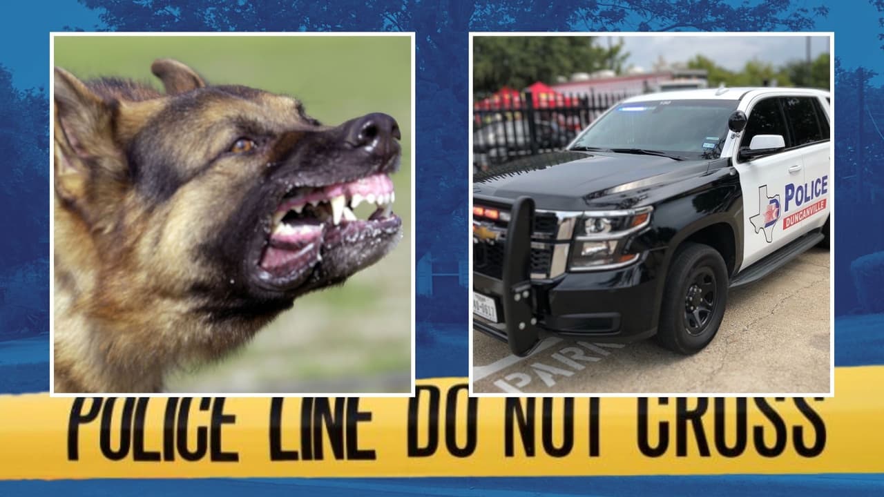 Niño de un año muere tras ser atacado por varios perros en una casa en Texas