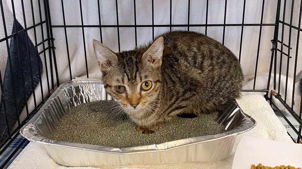 El gusano barrenador puede infectar a los gatos, ¿hay tratamiento?; esto se sabe