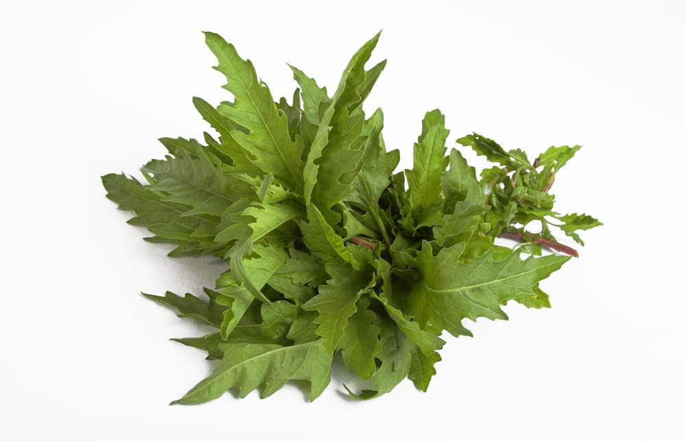 De cualquier manera, se sigue acostumbrando hacer una infusión o té con hojas de epazote para tratar otros padecimientos gastrointestinales como vómitos, diarrea, hinchazón y también tratar otros dolores como los cólicos o los retrasos menstruales.