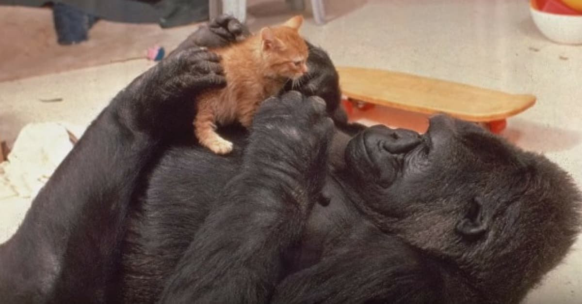 Estas imágenes de la gorila Koko con sus hijos adoptivos te derretirán el corazón
