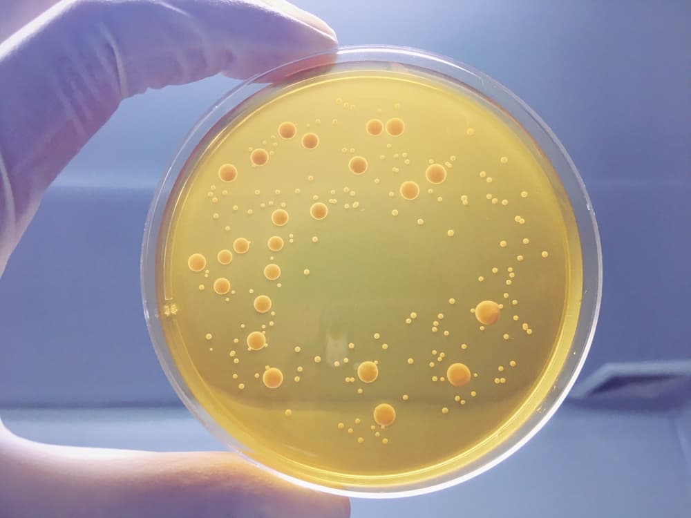 Descubrieron que bacterias comen metal, pero eso no es lo más impresionante de la historia