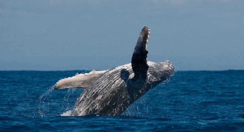 Una gran ballena aparece muerta en medio de la selva amazónica y cómo llegó allí es un misterio