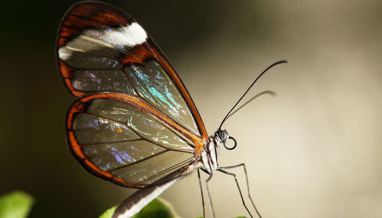 ¿Una mariposa de cristal? Es real y las fotos te dejarán sin aliento