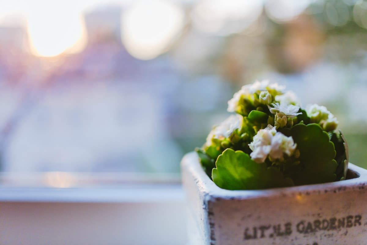 ¡Los cactus están de moda! Y renuevan la energía de tu hogar junto a estas 7 plantas