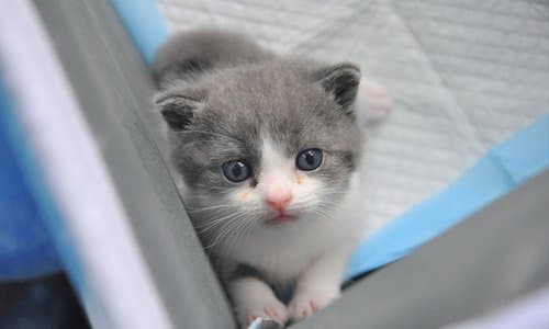 Científicos chinos clonaron a un gatito ya fallecido para "consolar" a su dueño