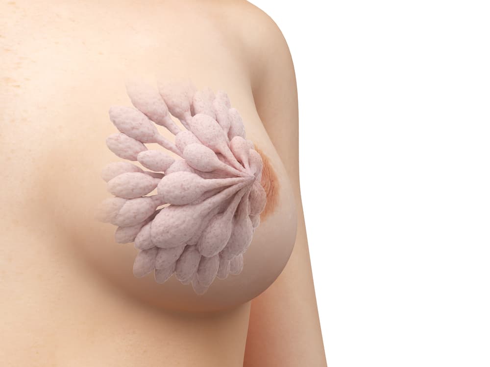 Los pechos por dentro: ilustración viral muestra que tienen «flores» y las reacciones son lo mejor