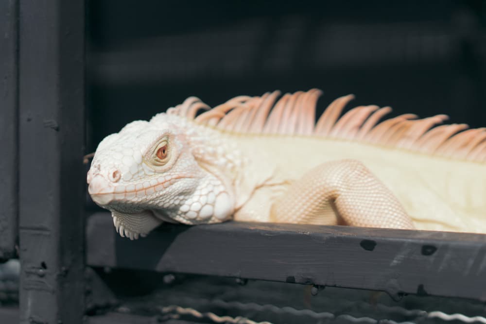 Como Sharknado, pero con iguanas: "llueven" reptiles congelados en Florida