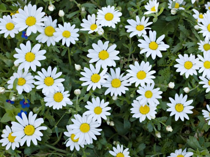 Medicina herbolaria en tu jardín