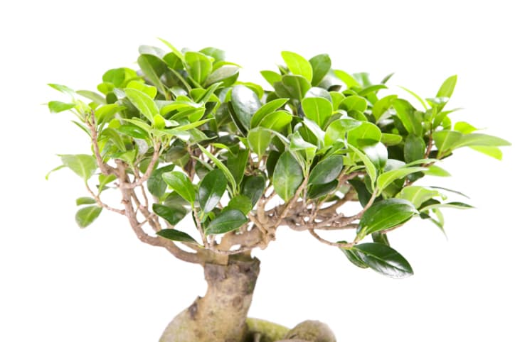 Remedios caseros para tratar la cirrosis