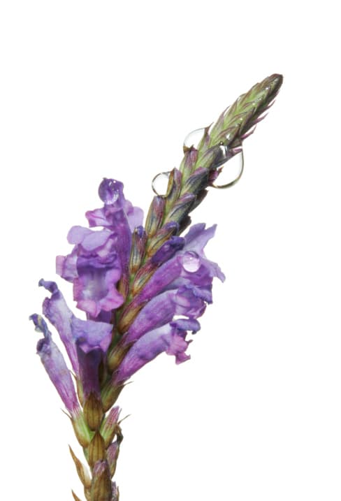 Flores de Bach: usos y composición del Rescue Remedy