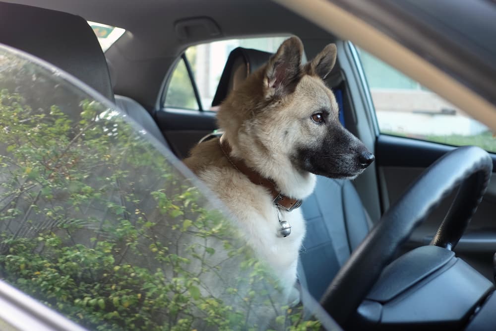 5 cosas que a los perros NO les gusta y que deberías dejar de hacer