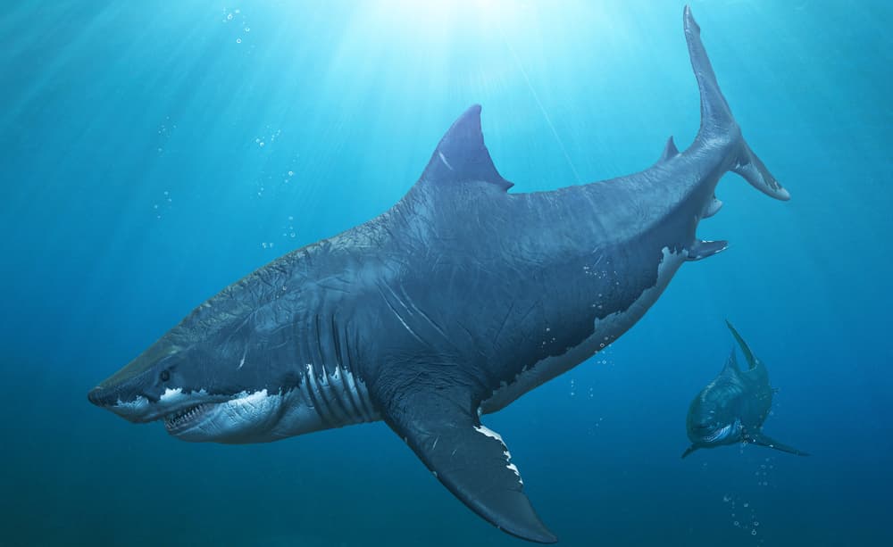 Científicos descubrieron la aterradora criatura que acabó con el megalodón (todavía sigue viva)