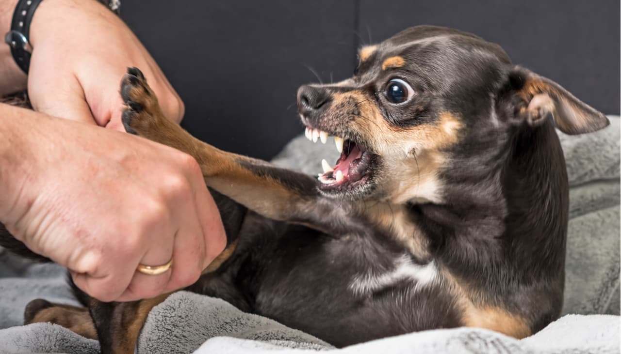 Los chihuahua no son los perros con el peor humor: 11 razas que les hacen competencia