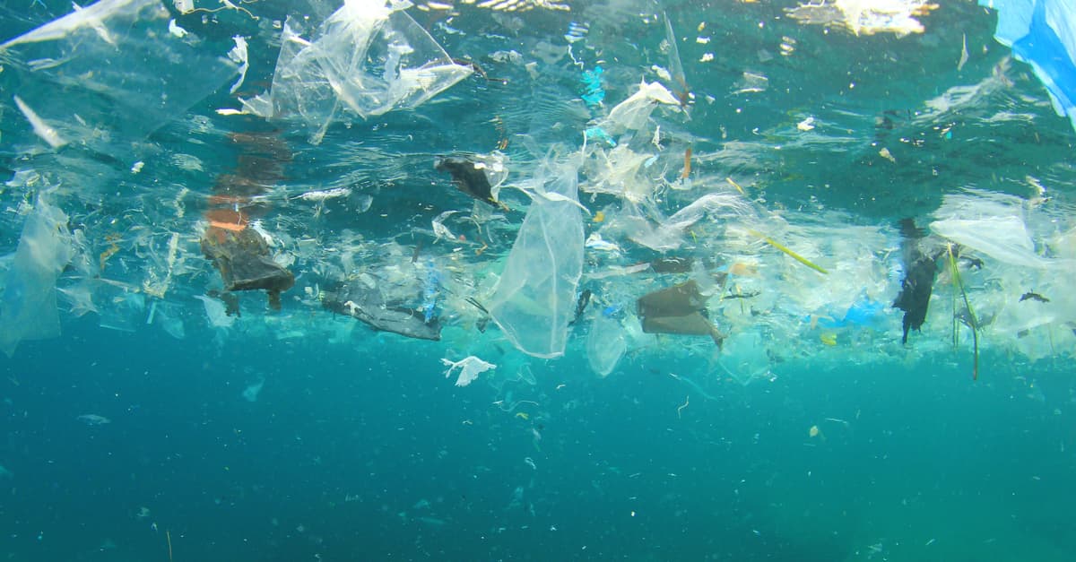 Las ostras podrían salvar los mares de la contaminación: ¿son nuestra última esperanza?