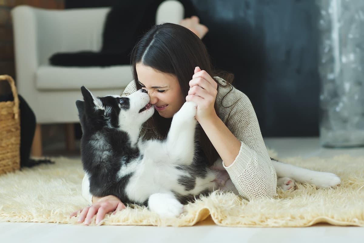 Cómo cortarle el pelo a tu perro: una guía para hacerlo en casa y que quede lindo