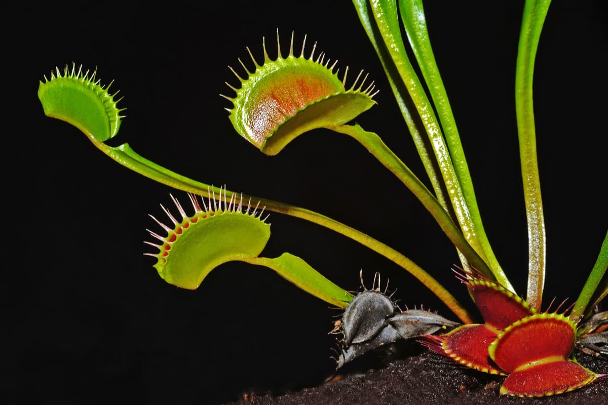¿Todas las plantas podrían ser carnívoras? La ciencia tiene la respuesta