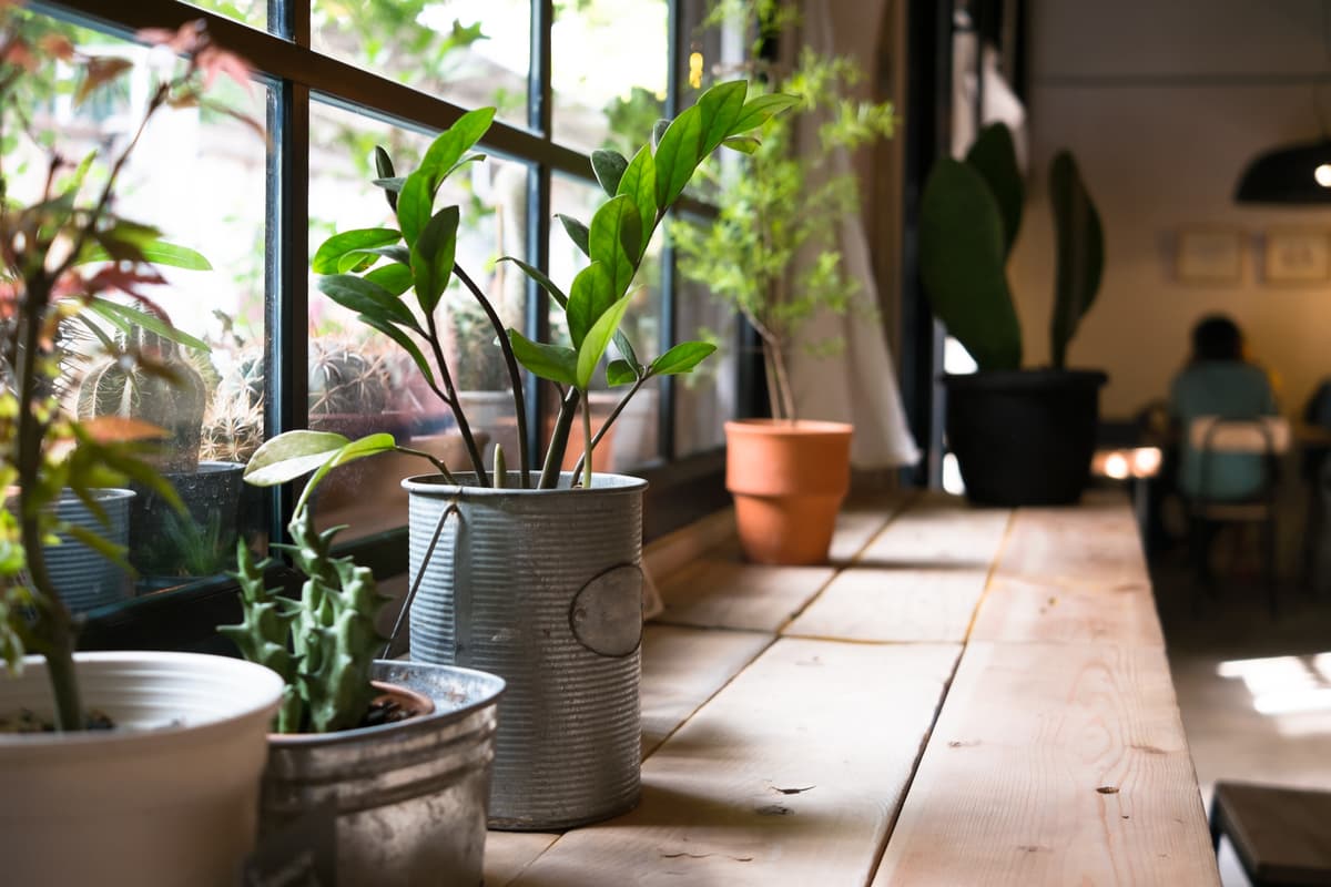 8 plantas que atraerán la fortuna y la buena vibra a tu hogar, según el Feng Shui