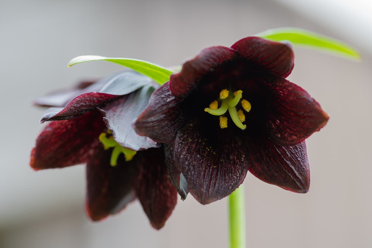 Suculentas y otras flores de color negro: perfectas para la 'princesa darks' que hay en ti