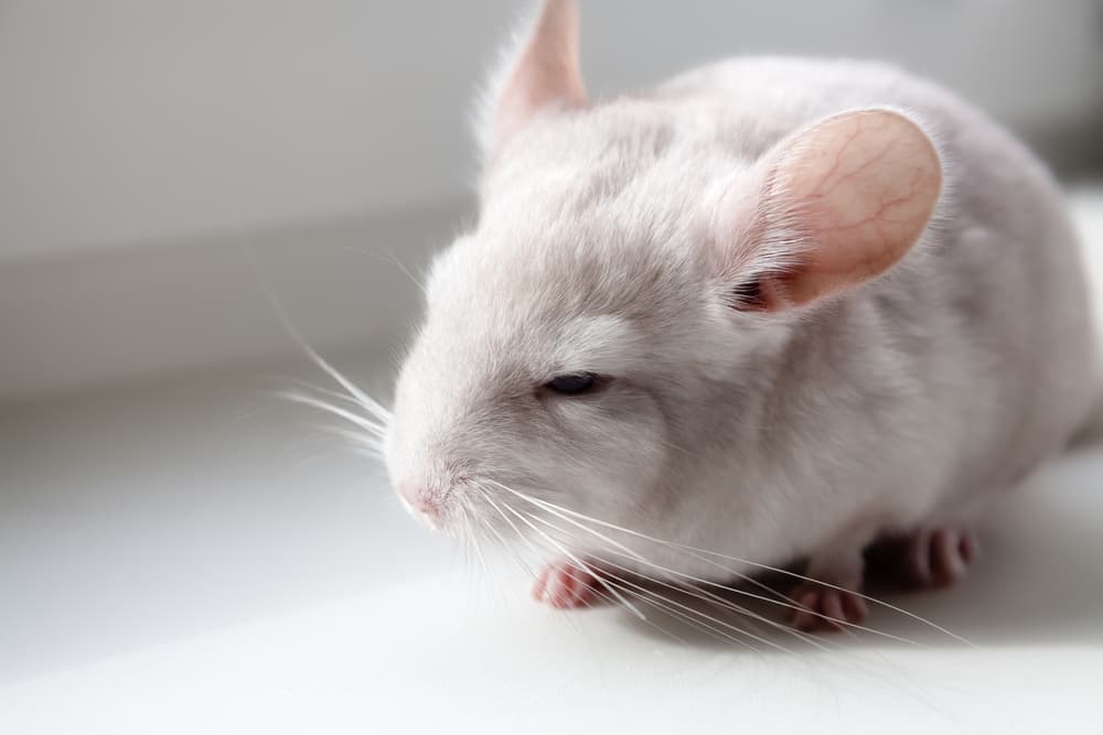 No consumas tanto aceite de soya: podría ser perjudicial para tu cerebro