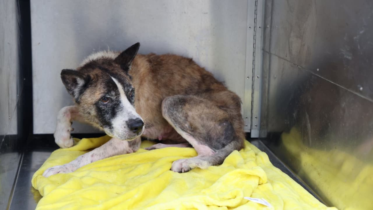 Los cinco perros fueron rescatados de la propiedad y ahora reciben atención médica a cargo del Departamento de Control Animal del Condado Bexar.