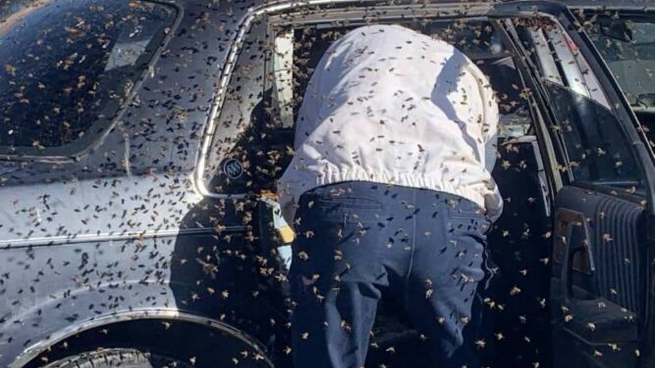 Hombre termina en condición crítica tras un ataque de abejas en Phoenix