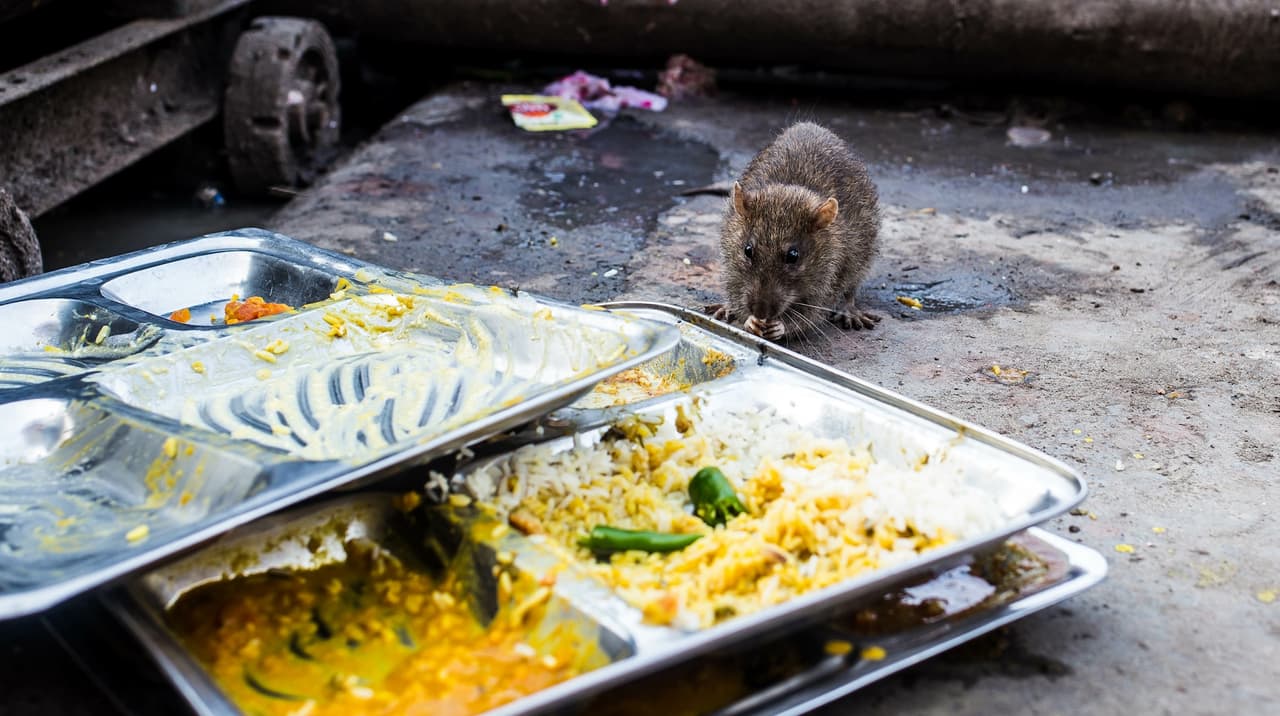 Restaurantes clausurados por salud pública debido a infestación de plagas en el condado de Los Ángeles
