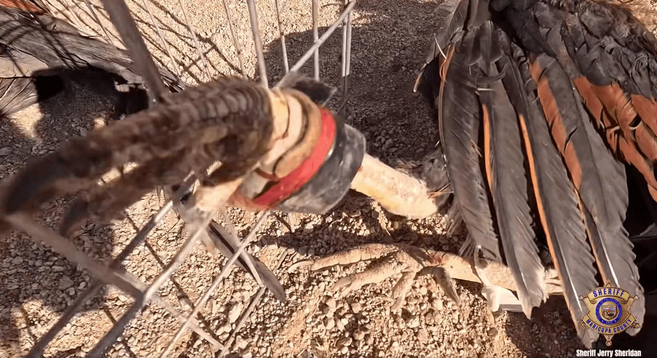 En 2026, acciones en Maricopa y Tonopah muestran que estas actividades se trasladan entre propiedades.