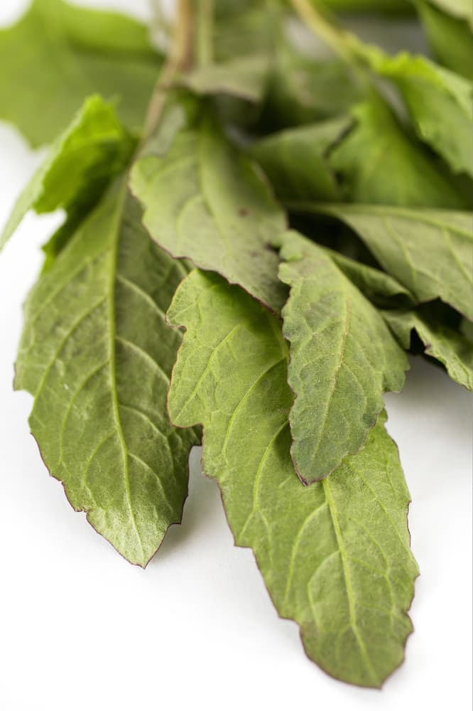 Otro beneficio médico del epazote en forma de ungüento es que puede usarse para aplicarse en casos de pie de atleta u otras afecciones por hongos e incluso para ayudar a aliviar las molestias de las hemorroides. También mezclada con yogurt natural puedes aplicarla contra piel reseca.