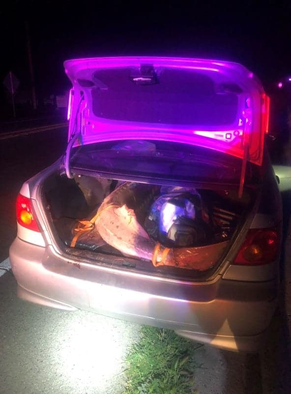 El 14 de marzo, oficiales detuvieron a un auto en el que encontraron un
<b>esturión blanco de 85 pulgadas</b> todavía vivo. El pez fue regresado al agua y oficiales determinaron que los dos hombres en el auto estaban vinculados con otra investigación que involucraba a
<b>múltiples sospechosos de caza furtiva. </b>