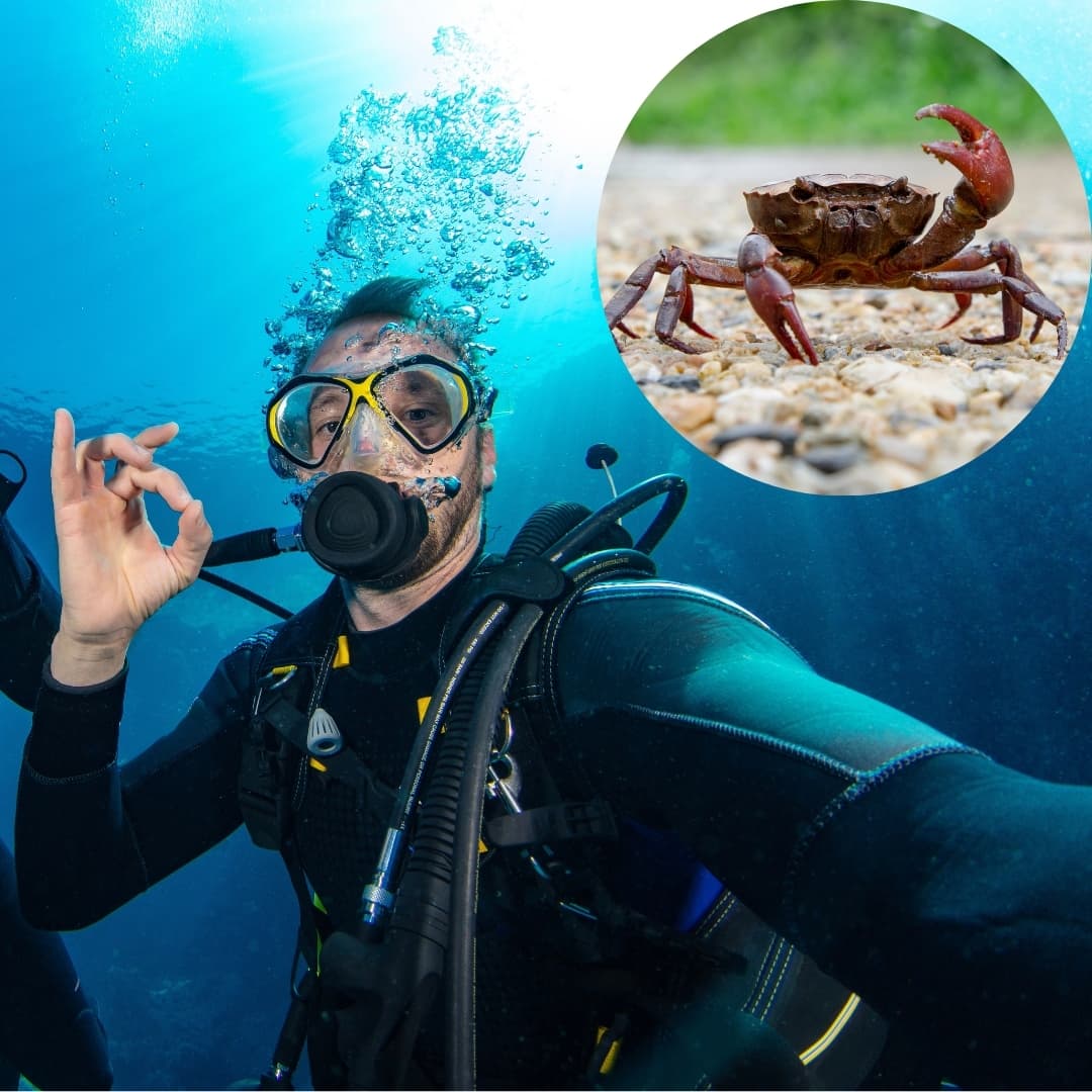 Cangrejo le roba una cámara a un buzo bajo el mar: Trató de hacer un videblog
